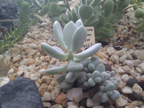 IMG_20120908_111839.jpg image