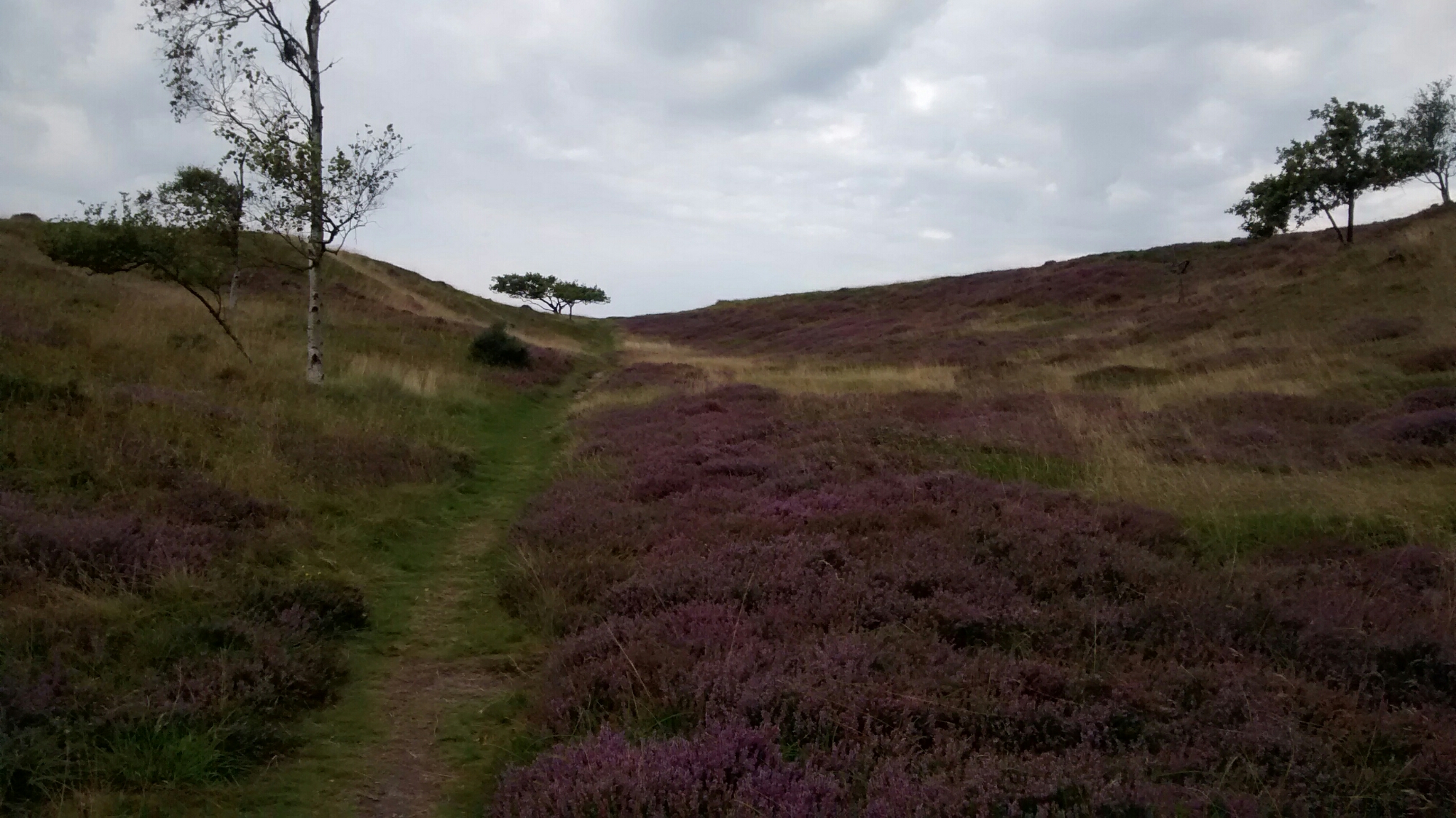 wp-1440433865996 image