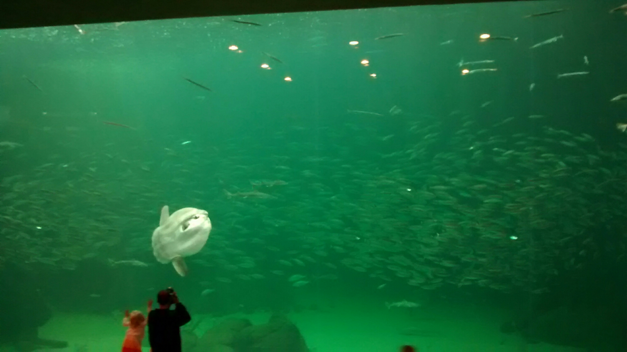 wp-1440516463950 image